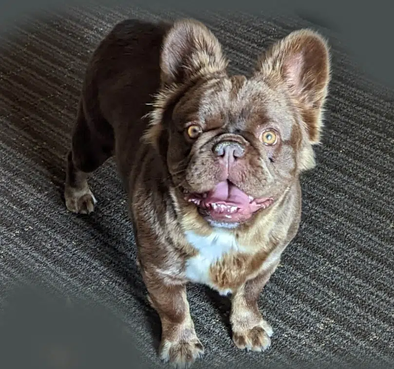 Reward offered after rare French bulldog stolen from Cherry Creek home