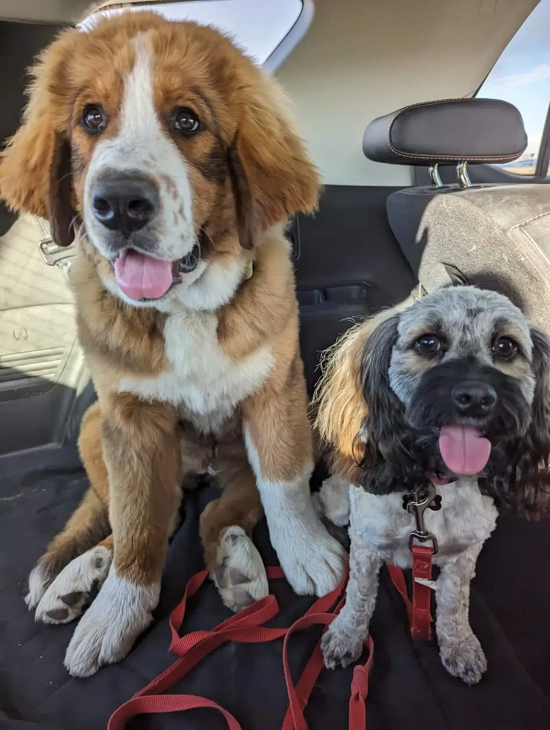 Support surges for kennel facility outside Kamloops amid wildfire