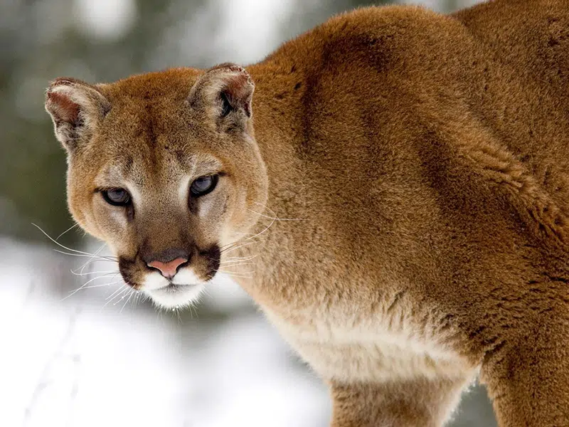 Cougar Sighting along River | Country 600 CJWW