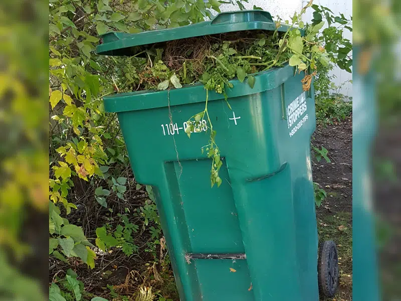 What is new in Saskatoon’s green cart program as the citywide rollout