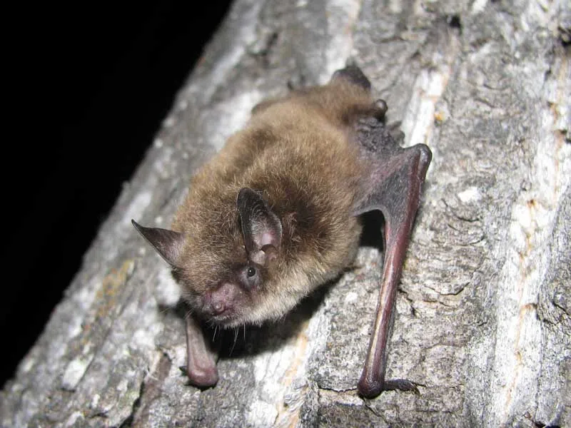 Study Hopes To Help Preserve Endangered Bats In P A National Park   Bat Picture 