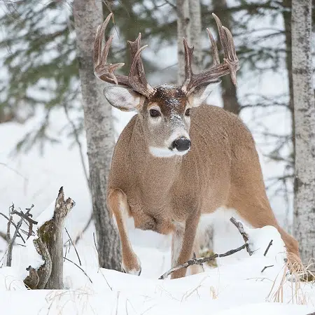 COVID-19 detected in white-tailed deer in Saskatchewan
