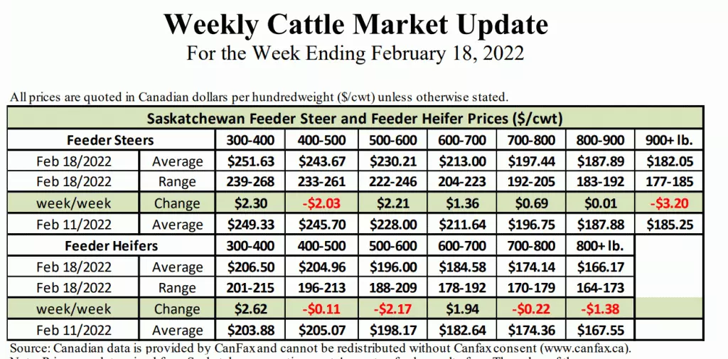 Cattle Market Update Country 600 CJWW