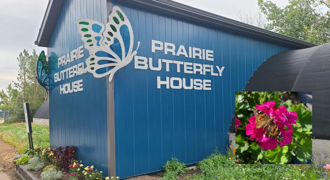 The Zoo is aflutter with butterflies 92.9 The Bull