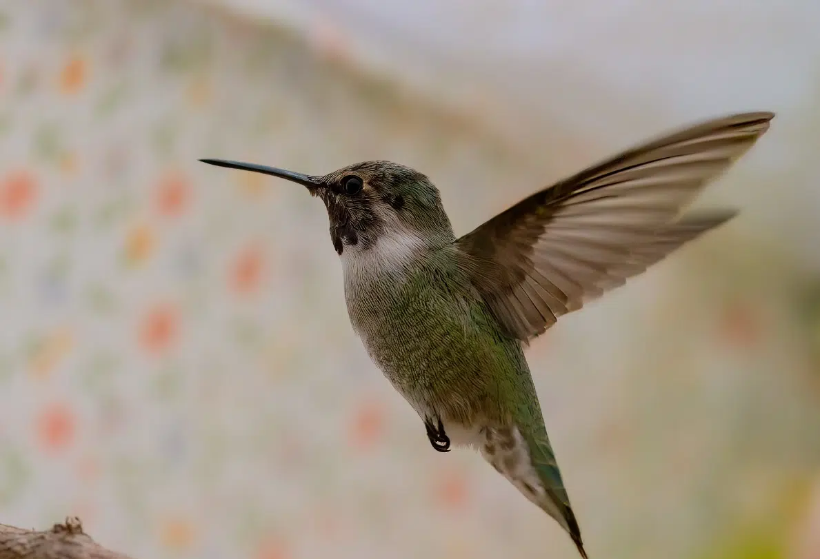 Rare bird heads into winter in Saskatchewan 98COOL