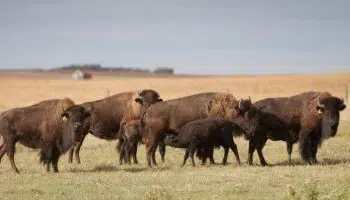 Taking a walk on the wild side: How Ag Canada scientists are using genetics  to help wood bison | Country 600 CJWW