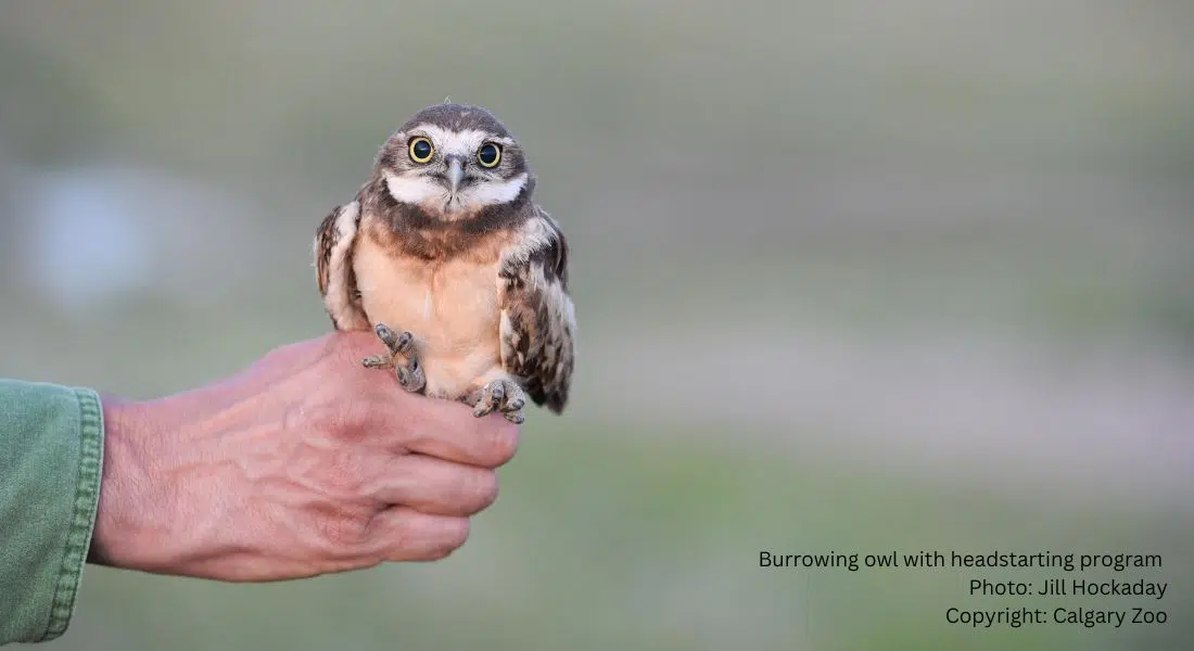 Burrowing Owl Conservation | 92.9 The Bull