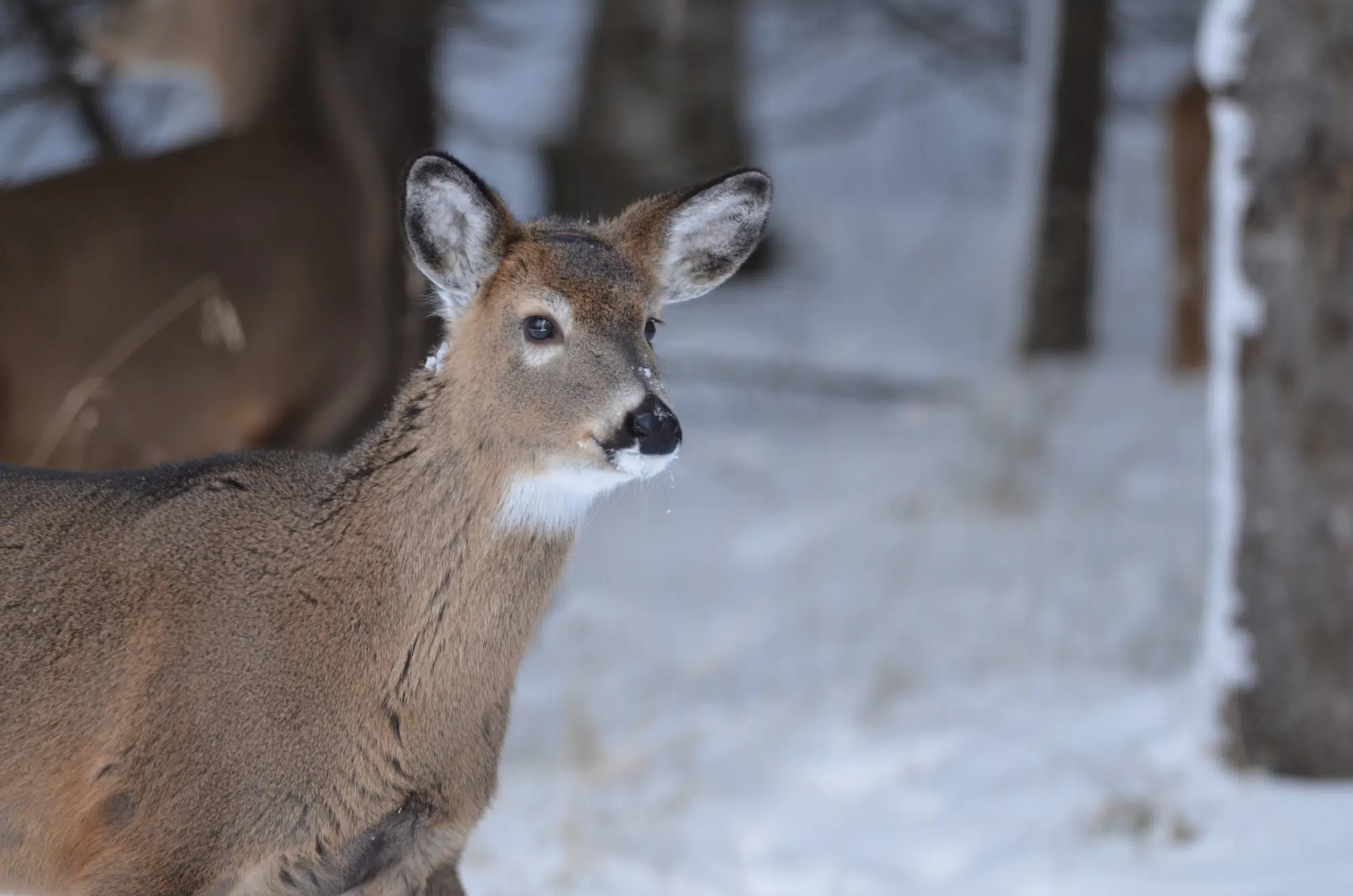 Michigan Firearms Deer Season Begins Thursday | Radioresultsnetwork.com