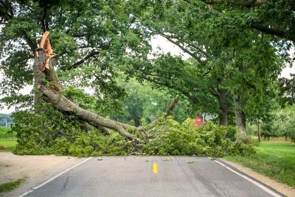 Michigan DNR Offers Tips For Cleaning Up After Storms