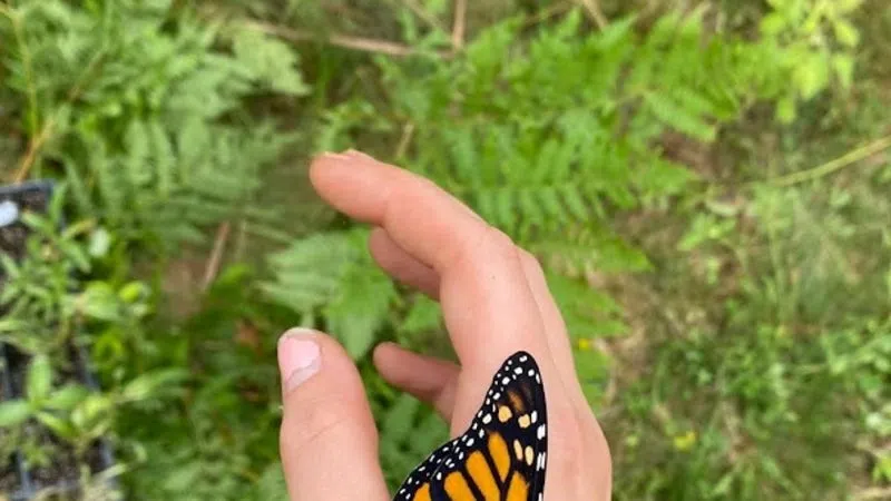 Monarch Butterfly Migration near Escanaba, Michigan