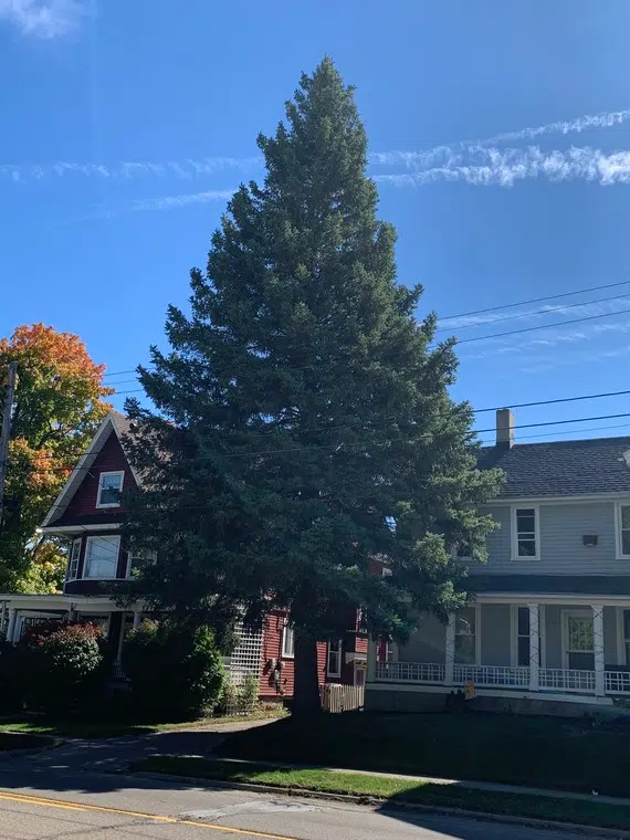 This Year’s State Christmas Tree Will NOT Come From Upper Peninsula