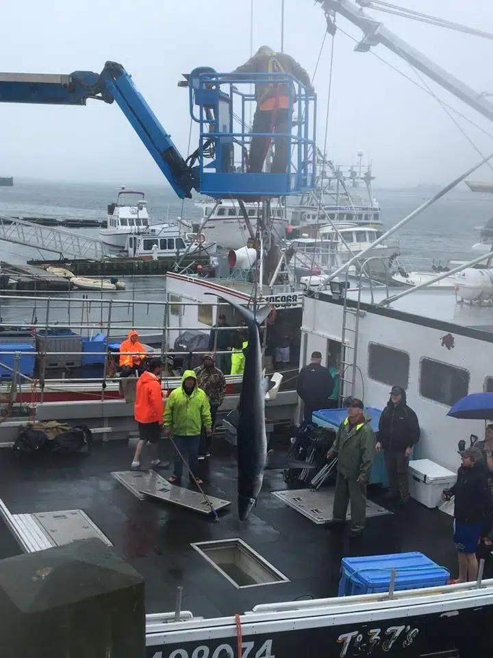 Yarmouth Shark Scramble Returns Next Month Y95.5