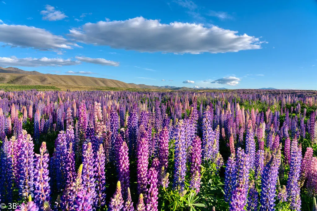 All you need to know about Lupins and more ! Colorful and Plentiful