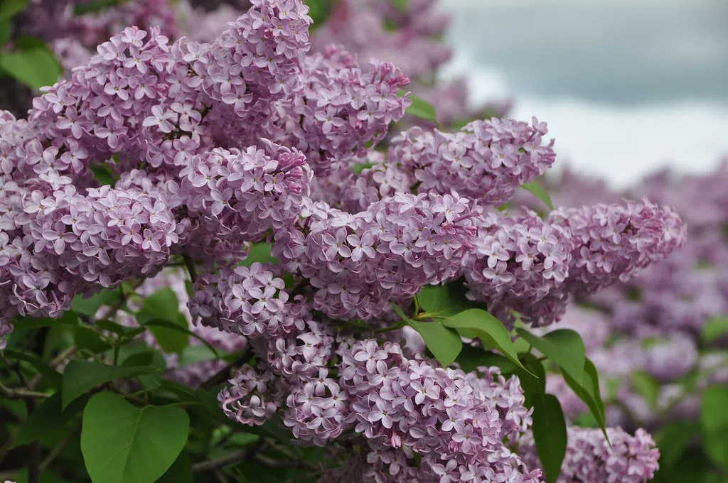 Lilacs ! How to Grow and Eat them . Y95.5