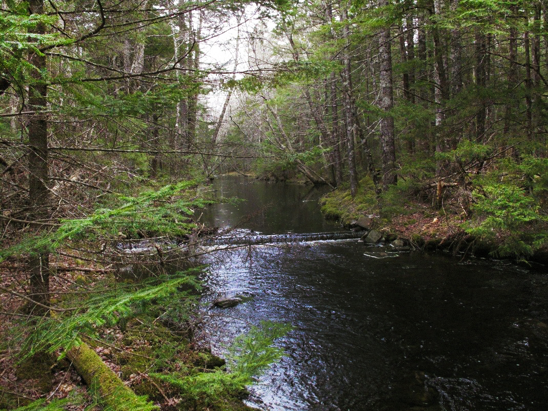 NCC Conserves Old Growth Acadian Forest In Yarmouth - Vimarsana News