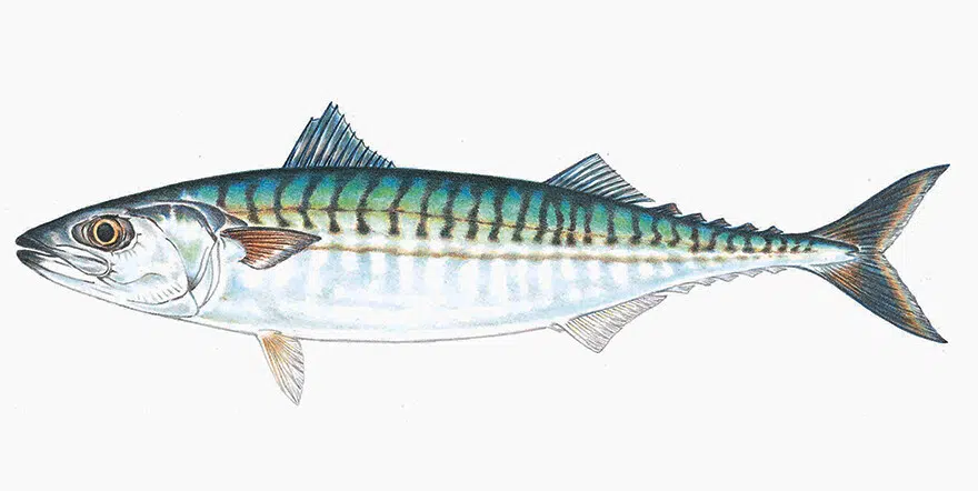 Mackerel ! click the link for more info. Is it a Yes or No for you ? 