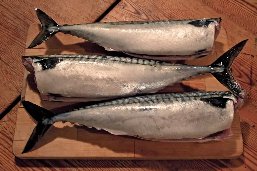 Mackerel ! click the link for more info. Is it a Yes or No for you ? 