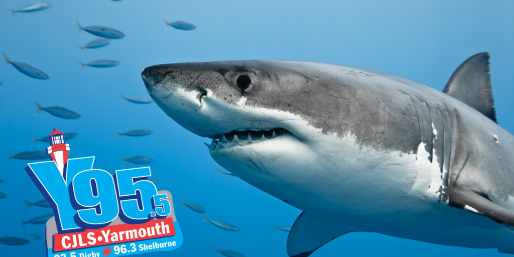 Rose The Great White Is Here For A Visit! Check Her Out Here! - Vimarsana News