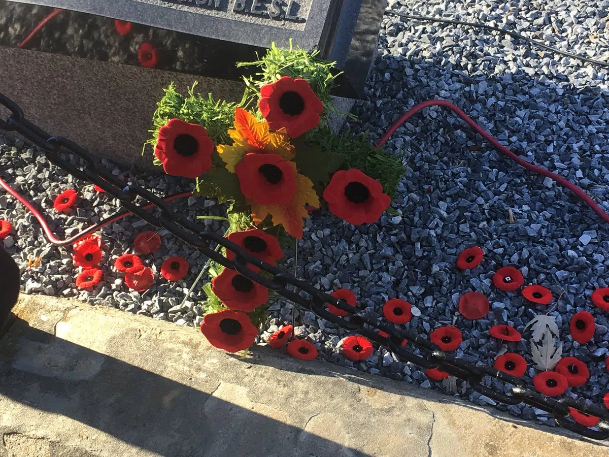 Pink poppy remembrance day