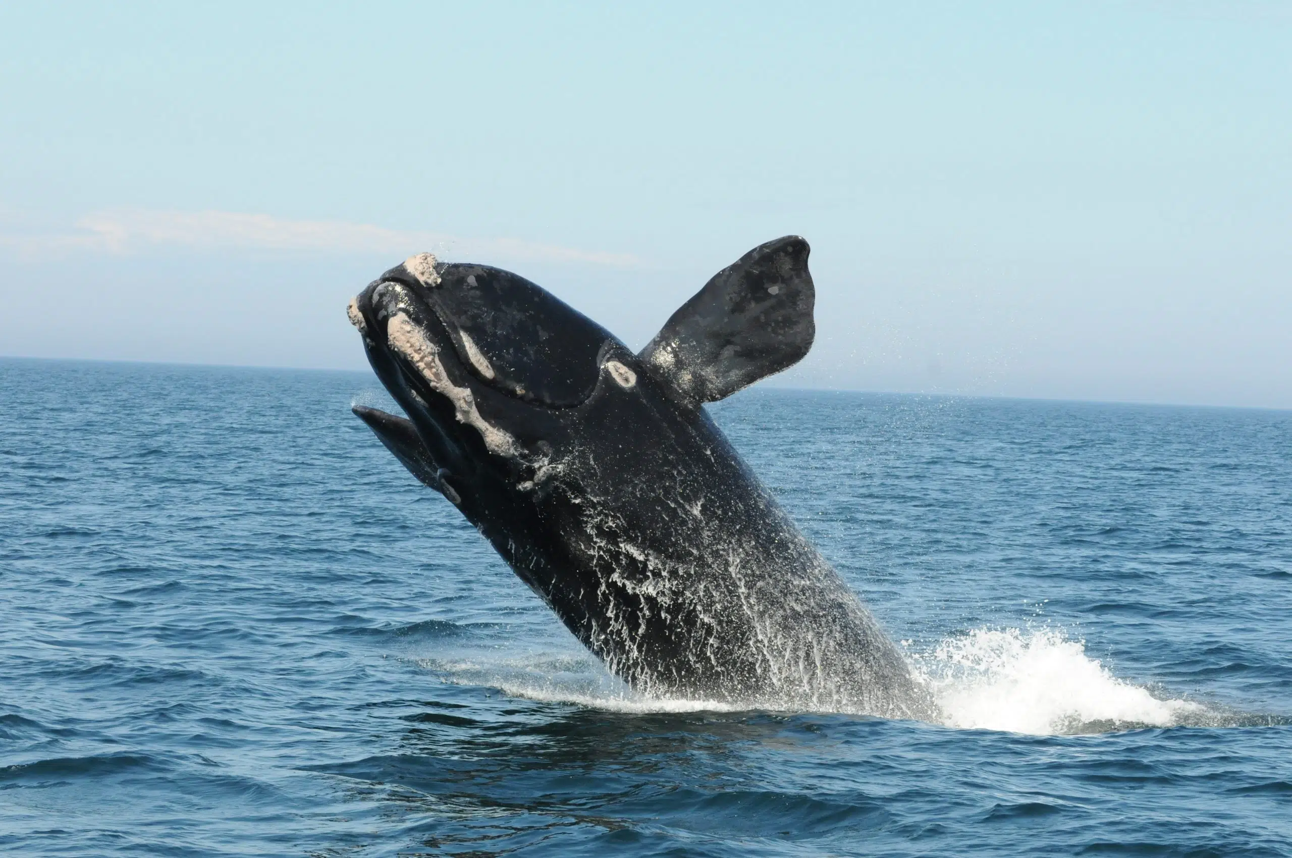 North Atlantic Right Whale Successfully Freed From Entanglement | 91.9