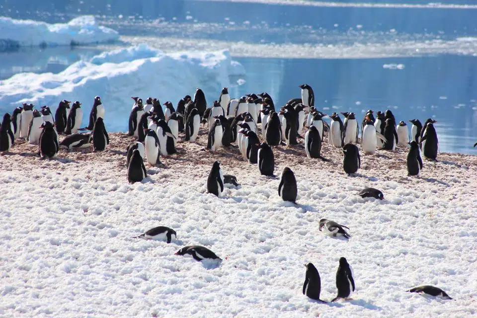 Couple Celebrate Wedding Anniversary In Antarctica | 91.9 The Bend