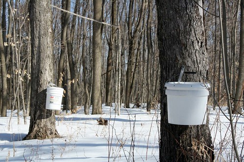 Tremendous Maple Syrup Season So Far - Vimarsana News