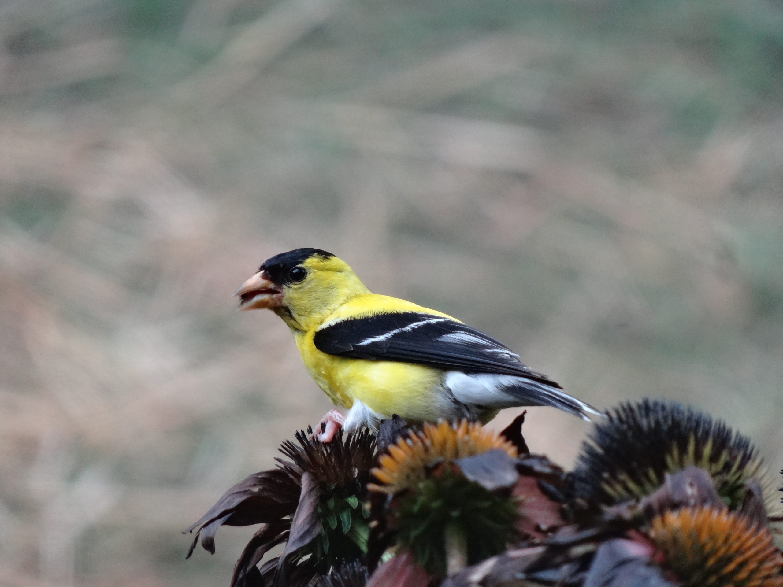It Will Be A Weekend Of Backyard Birdwatching - Vimarsana News