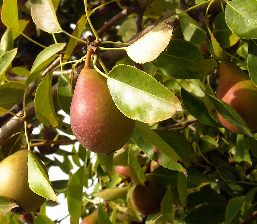 YMCA Moncton To Plant Trees In Free Fruit Project - Vimarsana News