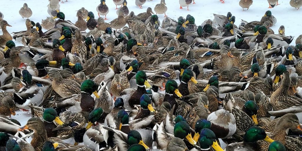 'Don't Feed The Wildlife' Signs At Mapleton Park - Vimarsana News