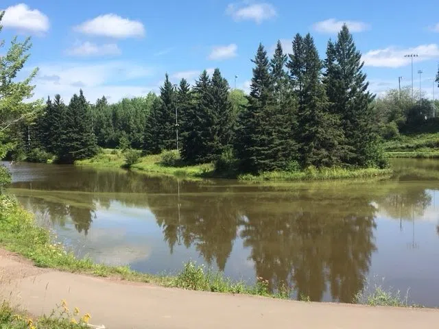 Blue Green Algae Confirmed As Dog S Cause Of Death 97 3 The Wave   Centennial Park Pond Blue Green Algae Submitted By City Of Moncton 