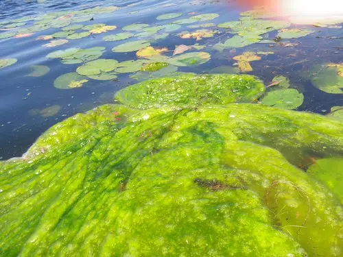 N.B. Provides More Details About Cyanobacteria