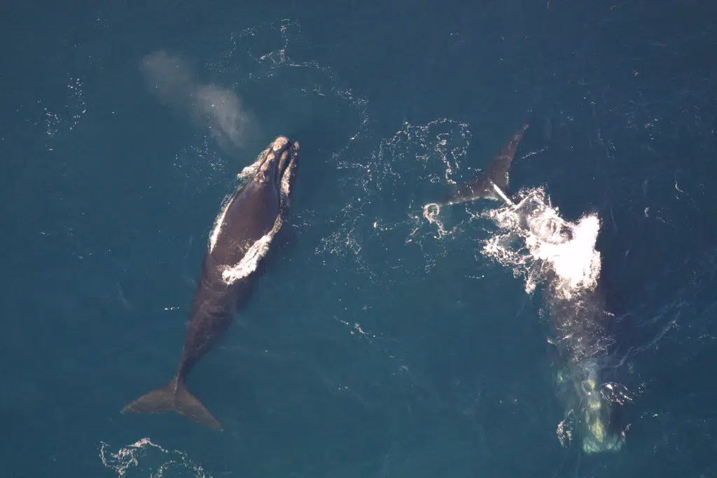 Entangled Right Whale Still Not Found