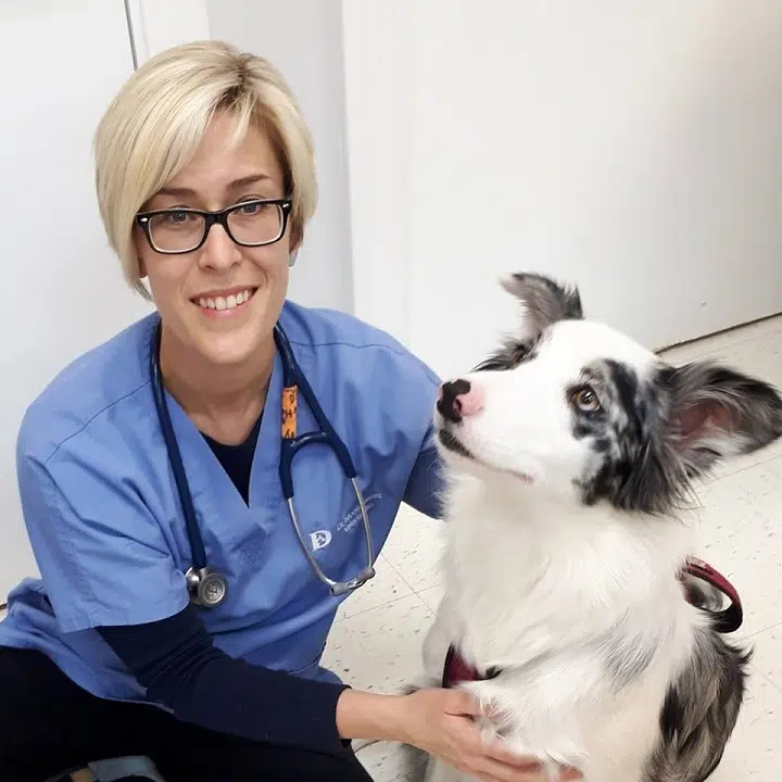 Study Finds Growing Shortage Of Veterinarians In Canada