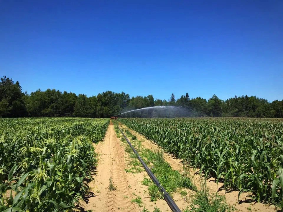 Labour Struggles On Farms Amid Bountiful Season