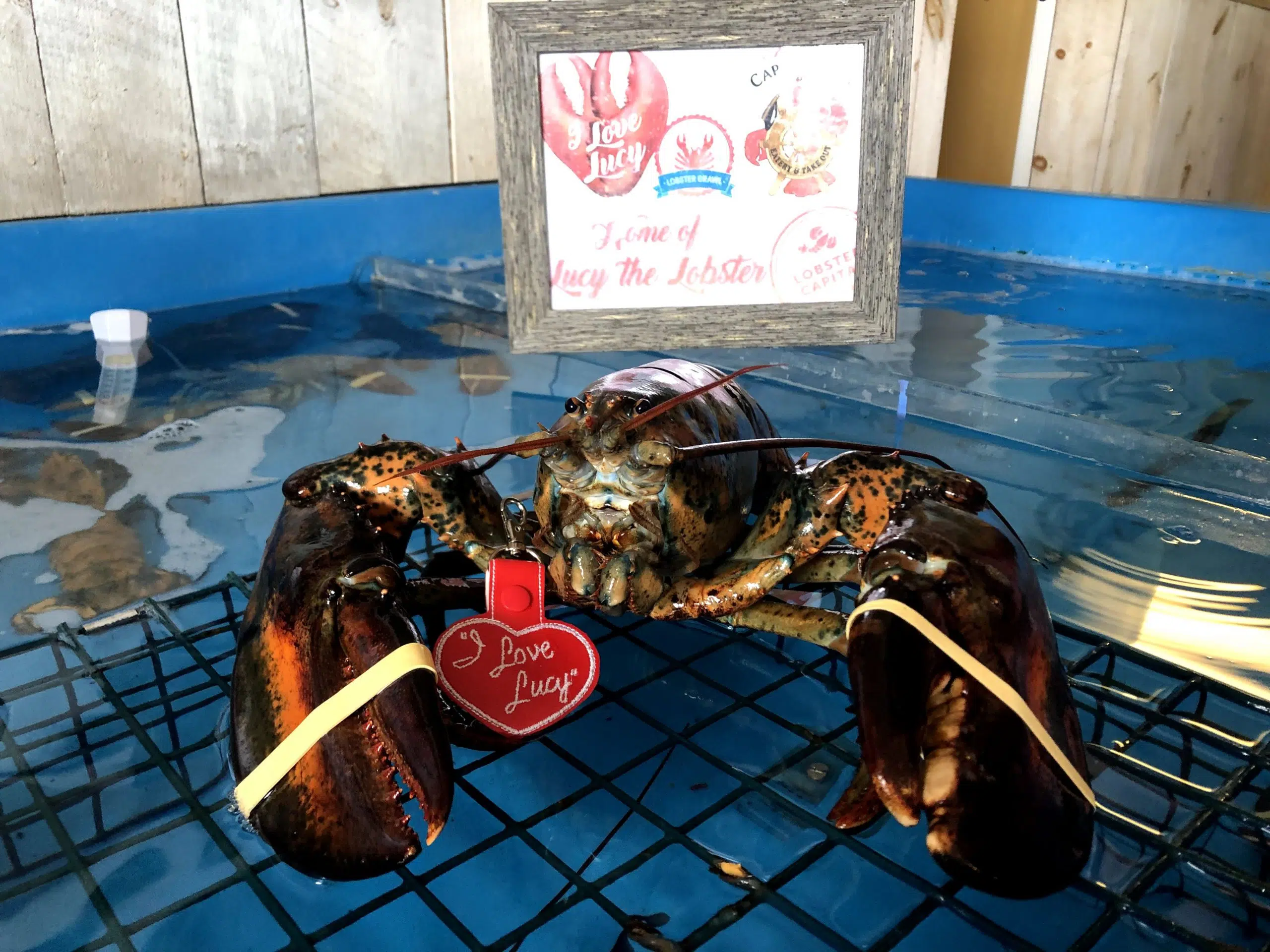 Lucy The Lobster To Make Virtual Groundhog Day Prediction