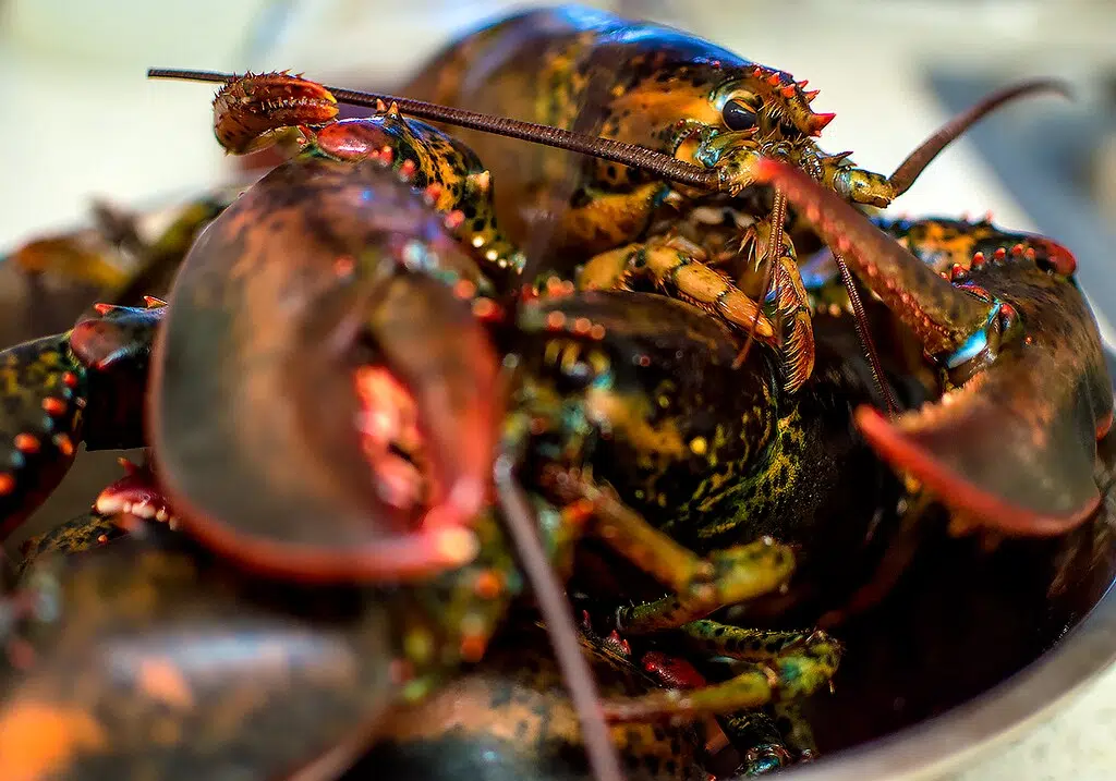 N.B. Man, Business Fined For Illegally Buying/Selling Lobster