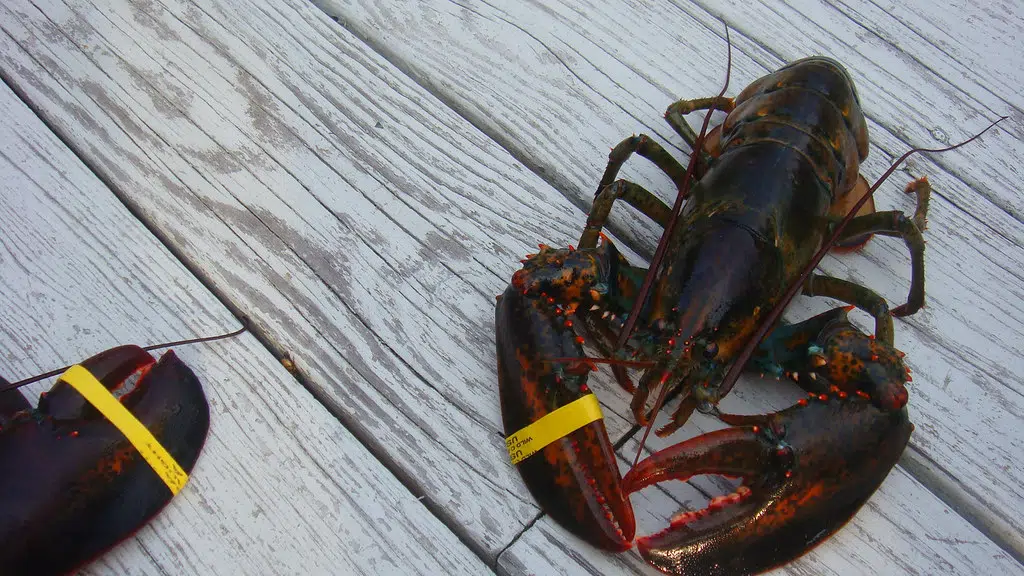 Lobster Prices Hit Record Highs