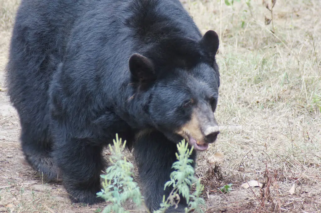 Bear Put Down By Police In West Saint John