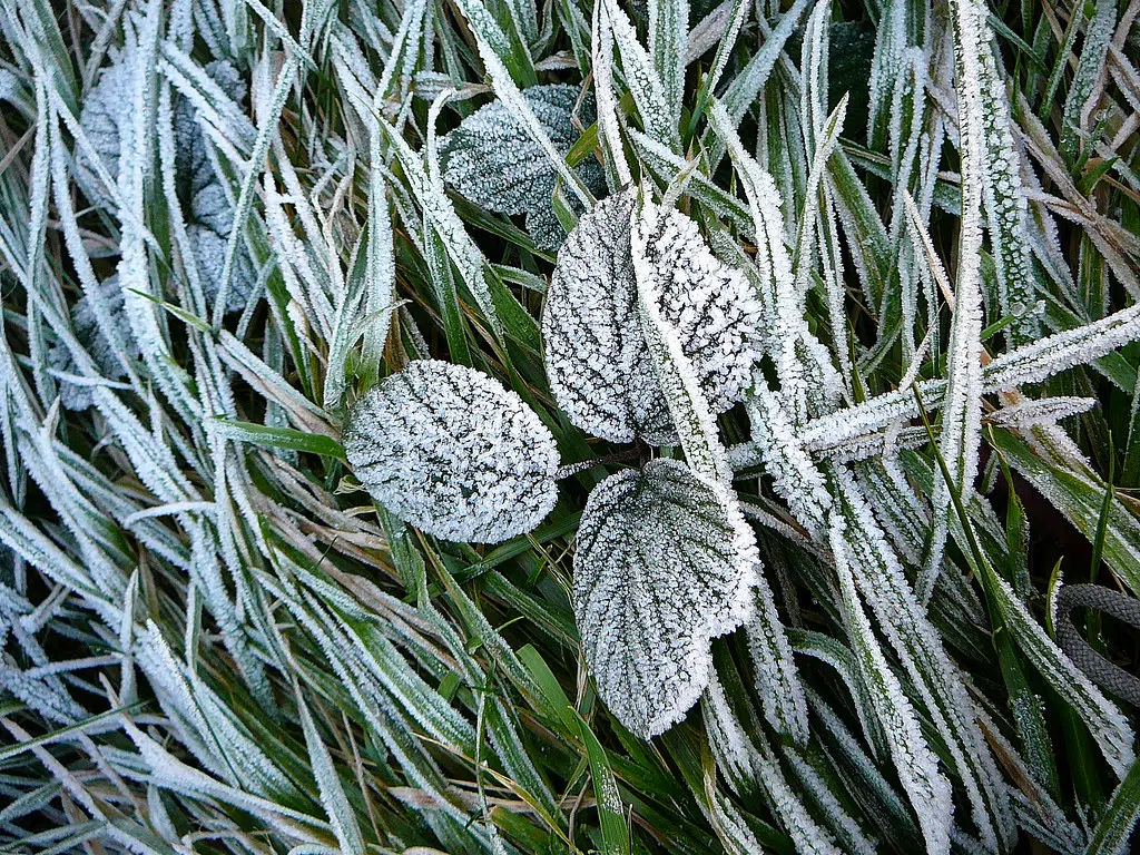 Frost Advisories Issued In New Brunswick