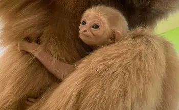 Help Name the Baby White-Handed Gibbon