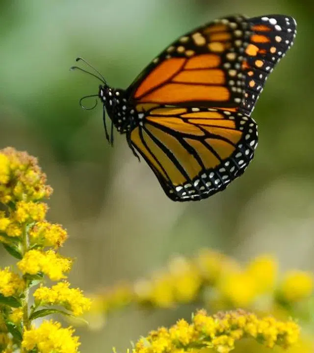 Growing Native Plants For Pollinators