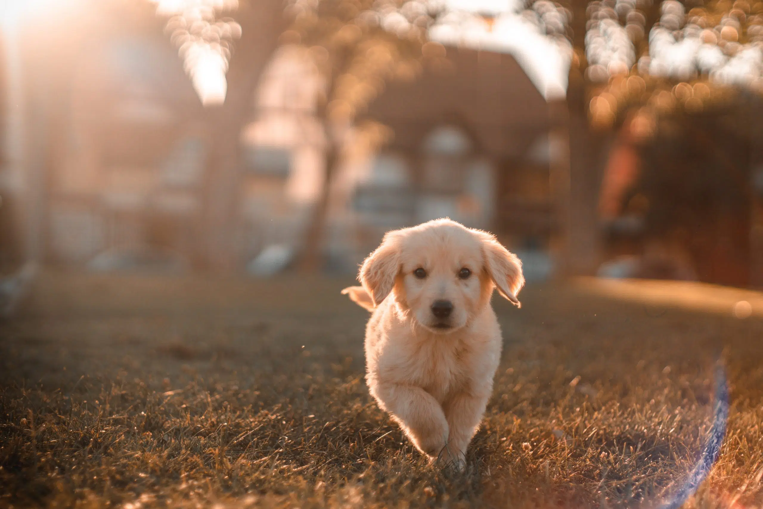 Avoiding A ‘Ruff’ Canada Day For Your Pets