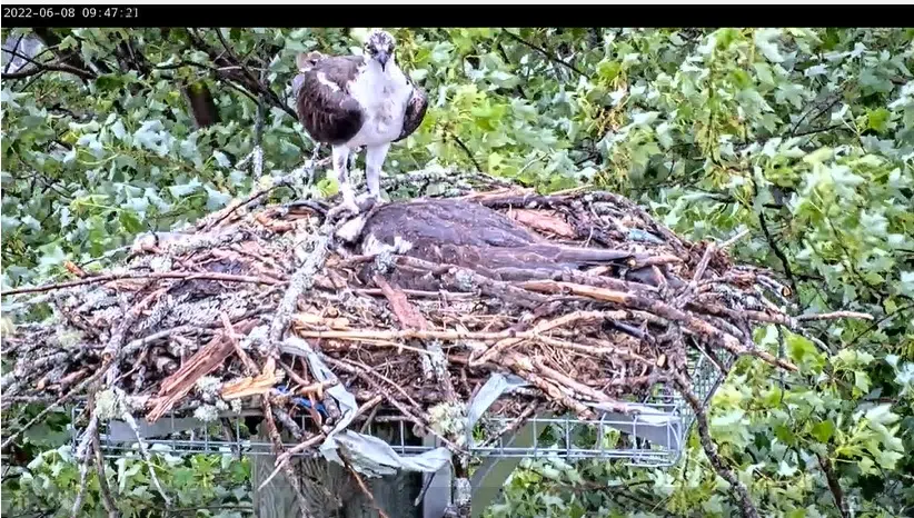 Live Osprey Cam Launched By NB Power