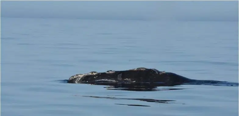 Entangled Right Whale Spotted In The Gulf