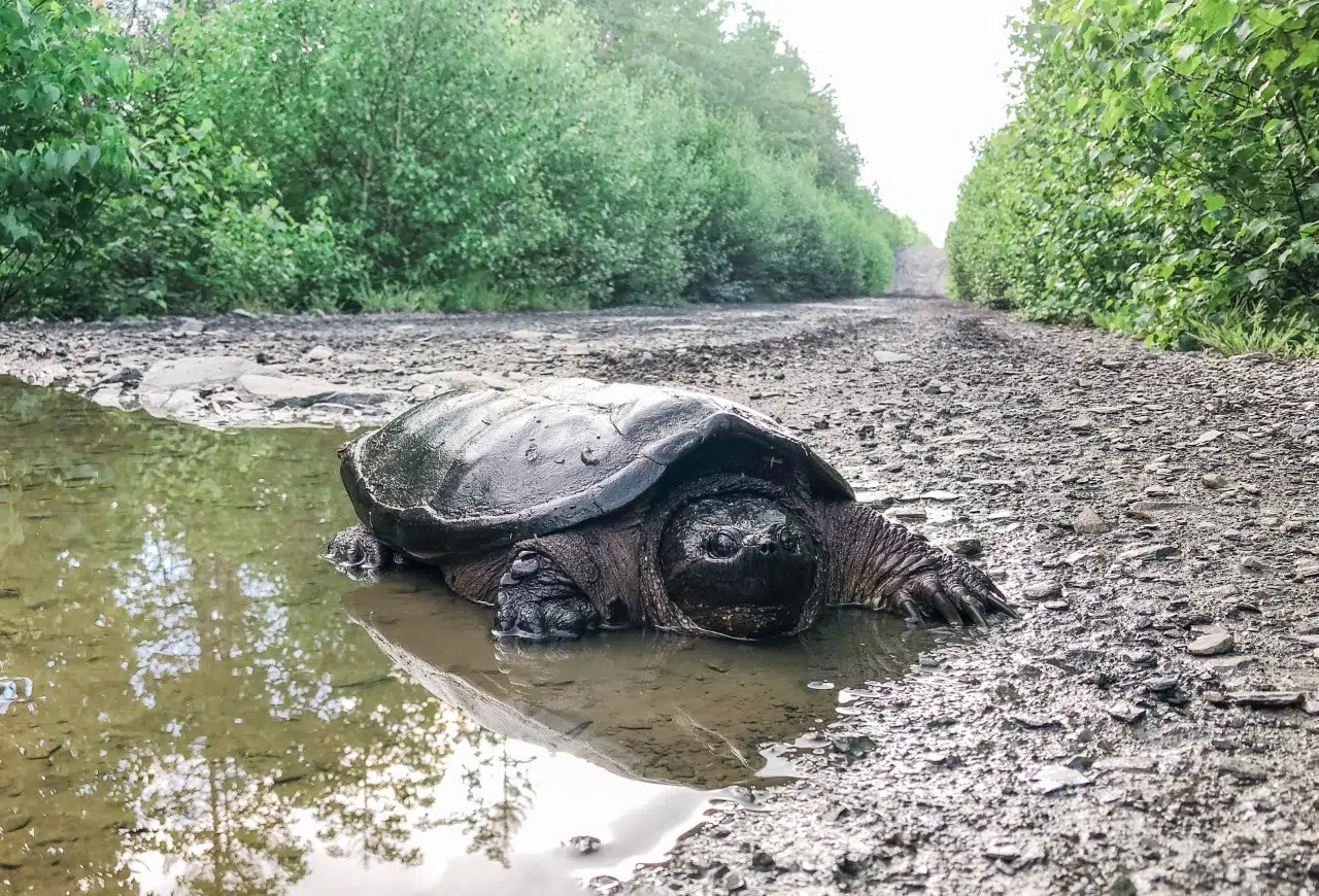 Turtle Patrol: It's A Critical Time For N.B.'s Hard-Shelled Friends