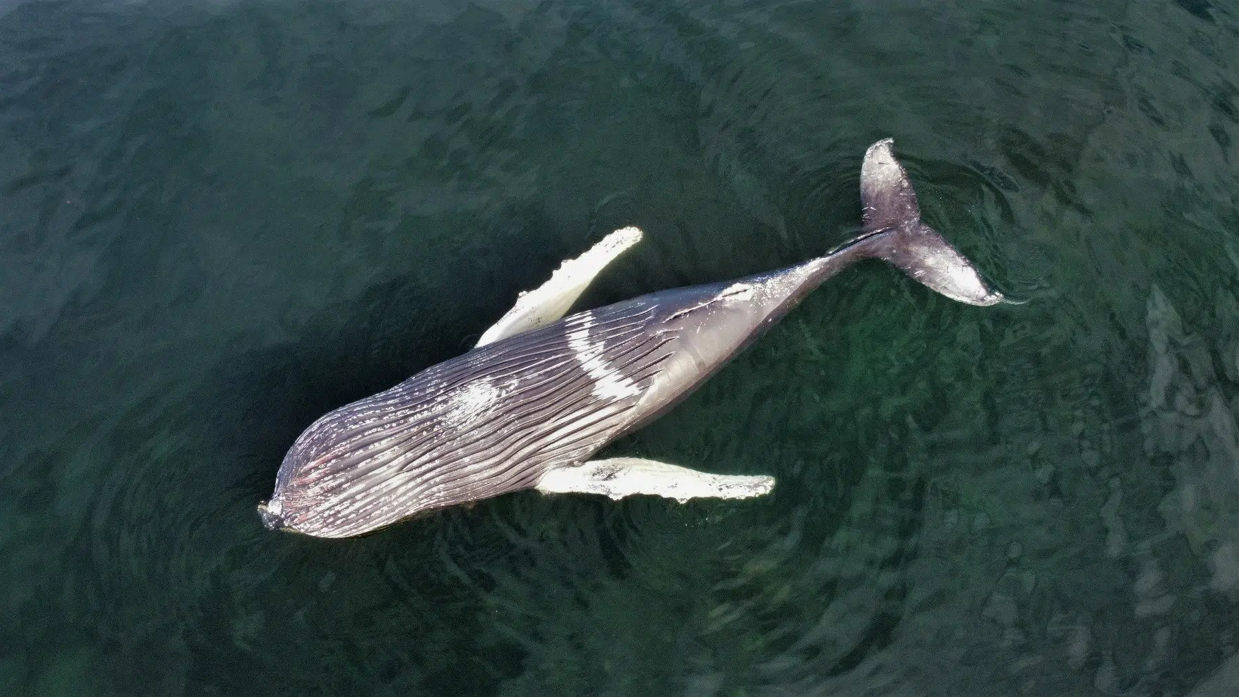 Dead Humpback Whale Washes Up On An Island In Halifax Harbour