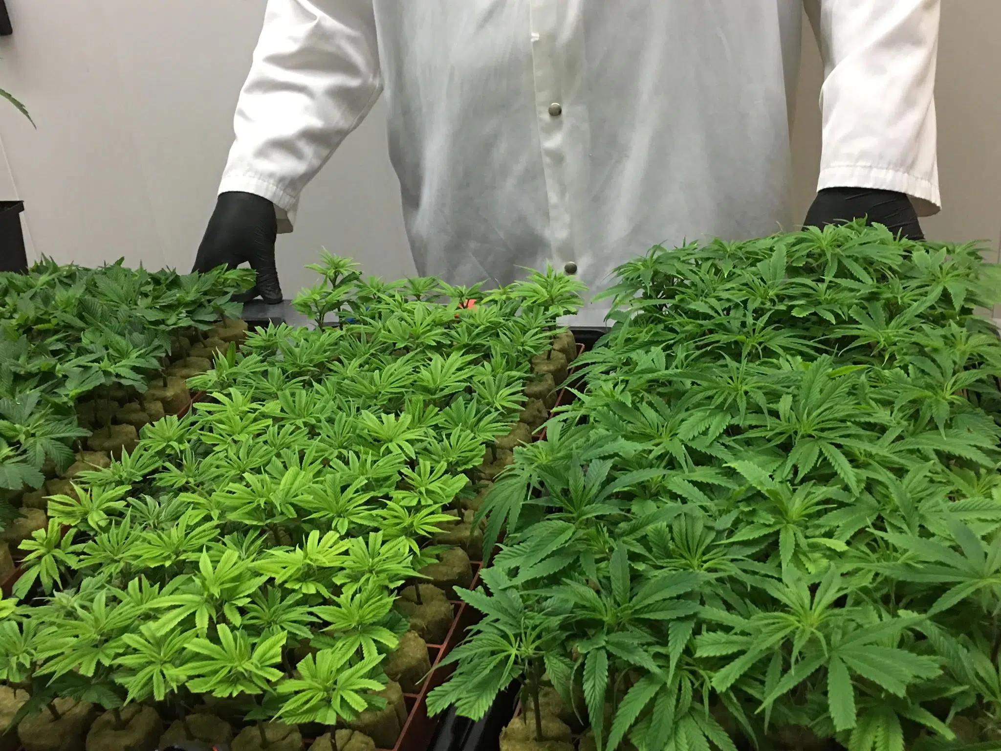 Organigram Senior VP Resigns