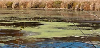 Reminder Of Blue-Green Algae Risks
