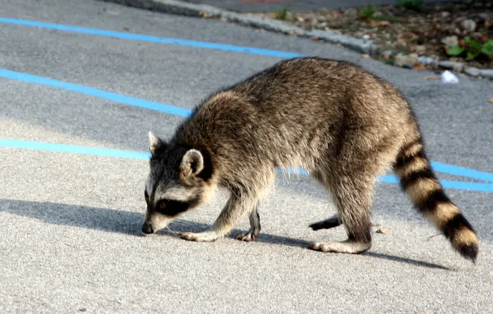 Province Continuing Rabies-Control Measures