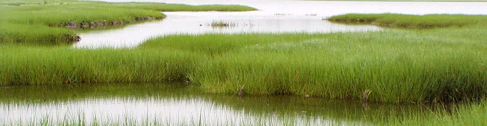 Ducks Unlimited Canada Ensuring Wetlands Along Wolastoq Remain For ...